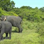 Elephant Migration Safari at Hurulu Eco Park - An In-Depth Look at the Hurulu Eco Park Safari