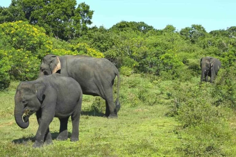 Elephant Migration Safari at Hurulu Eco Park - An In-Depth Look at the Hurulu Eco Park Safari
