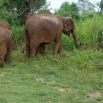 Elephant Safari in Minneriya/Kaudulla & Eco National Park - The Sum Up