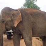 Elephant Transit Home Udawalawe with Jeep safari from Colombo - What’s Included and What to Keep in Mind