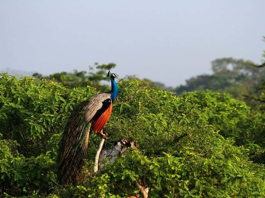 Ella, Bandarawela, or Haputale to Yala National Park Safari - Exploring the Itinerary in Detail