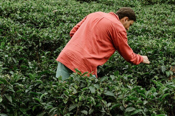 Ella Day Tour with Tea Factory All Inclusive Tour from Hambantota - The Itinerary in Detail