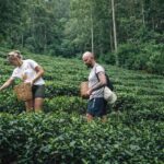 Ella: Hands-On Tea Making Experience with Tasting - How This Tour Offers Value