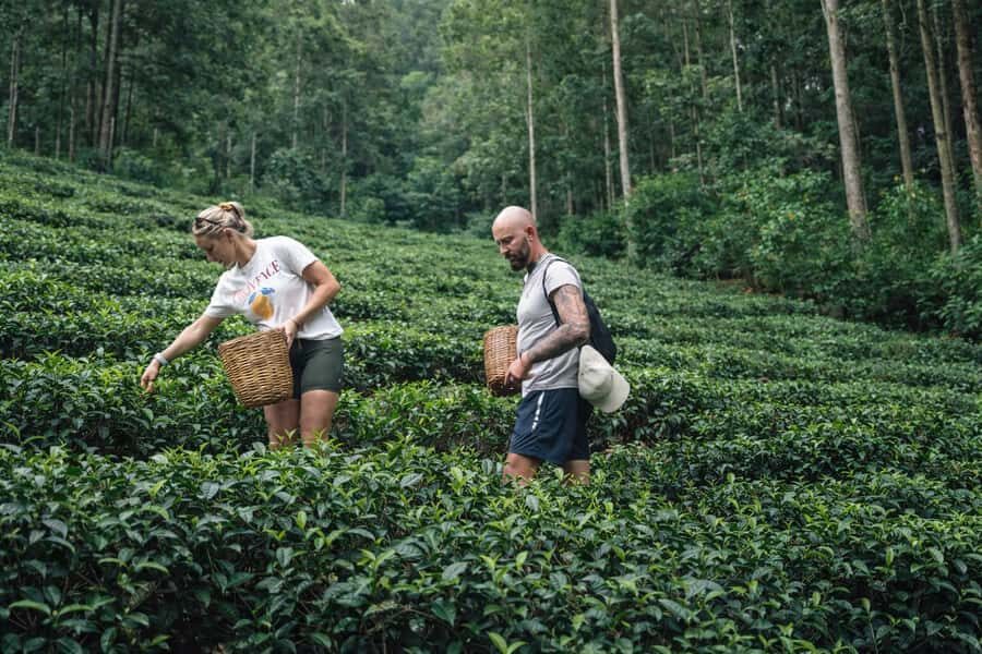 Ella: Hands-On Tea Making Experience with Tasting - How This Tour Offers Value
