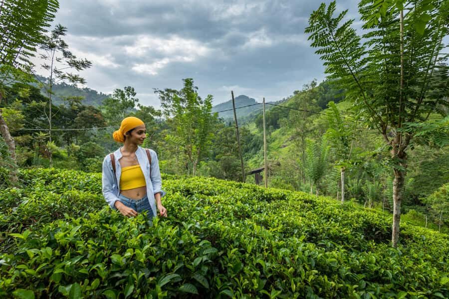 Ella: Pekoe Trail Stage 16 Guided hike (Ella-Demodara) - Exploring the Pekoe Trail Stage 16: What to Expect