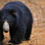 Ella To Yala National Park Private Transport - Is This Tour Worth It?