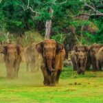 Ella: Udawalawe Safari, Mulkirigala Temple & Hiriketiya Drop - Practical Details and What to Expect