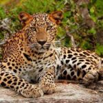 Ella: Yala National Park Safari with Coastal Drop-Off - The Itinerary Breakdown: What to Expect