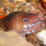 Enjoy Diving In Izu Discover Scuba Diving for Nondiver - Who Will Love This Tour?