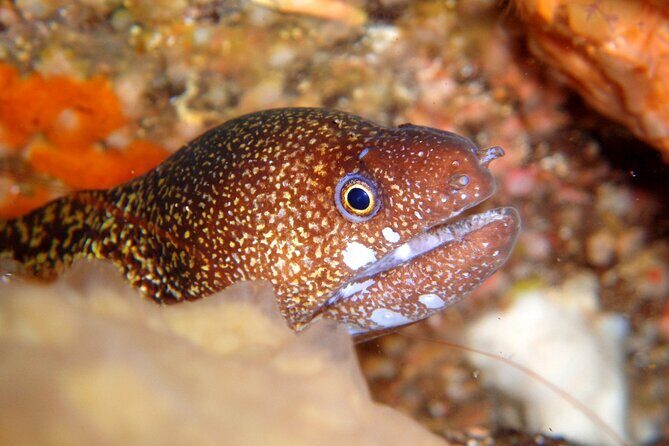 Enjoy Diving In Izu Discover Scuba Diving for Nondiver - Who Will Love This Tour?