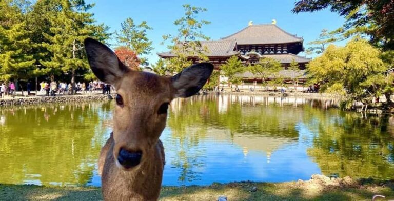Essential Nara: Origins of Spiritual Japan - Exploring Nara’s Heart: An Authentic Cultural Journey