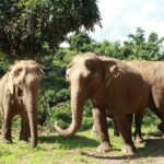 Ethical Elephant Observation by Samui Elephant Sanctuary - The Itinerary and How It Unfolds
