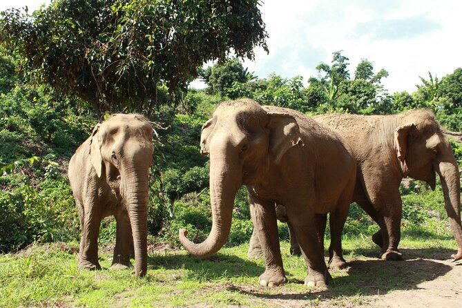 Ethical Elephant Observation by Samui Elephant Sanctuary - The Itinerary and How It Unfolds