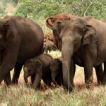 Evening Private Tour Safari at Yala National Park - Why Choose the Evening Private Safari at Yala?