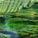 Ex Hamilton: TRIPLE DEAL Wai O Tapu, Redwood Forest & Blue Spring - The Real Value: What Sets This Tour Apart