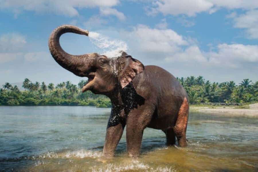 Exclusive Periyar Wildlife with Elephant Bath Tour (03 Days) - What Makes This Tour Special