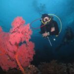 Exclusive private dive guide and underwater photography - The Itinerary: What to Expect from Start to Finish