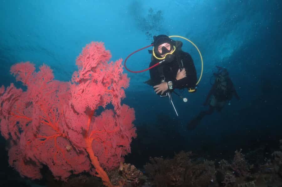 Exclusive private dive guide and underwater photography - The Itinerary: What to Expect from Start to Finish