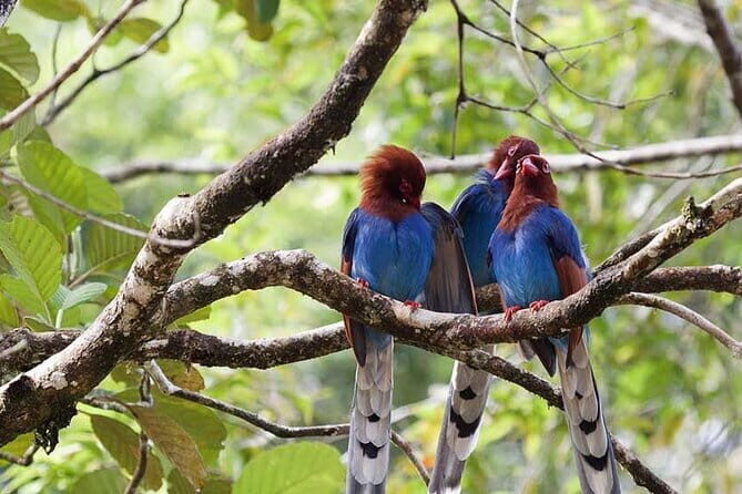 Exclusive Rainforest Tour Capped with a Refreshing Waterfall Dip - Final Thoughts: Is This Tour Worth It?
