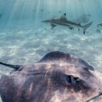 Exclusive sunset excursion in the lagoon Shark rays - Why the Price Reflects Value