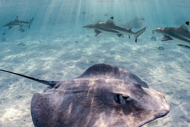 Exclusive sunset excursion in the lagoon Shark rays - Why the Price Reflects Value