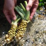 Exclusive Wasabi Harvesting, Soba Lunch and Matsumoto Castle Tour - The Sum Up