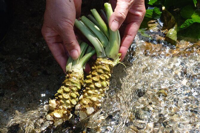 Exclusive Wasabi Harvesting, Soba Lunch and Matsumoto Castle Tour - The Sum Up