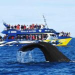 Exclusive: Whale and Dolphin Watching Tour with Transfers - Overview of the Tour