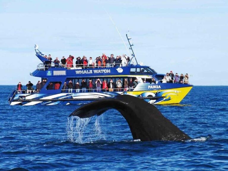 Exclusive: Whale and Dolphin Watching Tour with Transfers - Overview of the Tour
