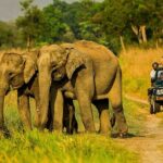 Experience Jungle Nights: Stay in Jim Corbett National Park's FRH - Final Thoughts