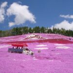 Experience Shibazakura and Kamiyubetsu Tulips in 2 days - Practical Details & What to Expect