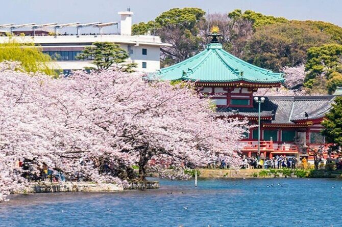 Explore Japan in 7 Days Cherry Blossom Tour 2026 - Accommodation and Meals