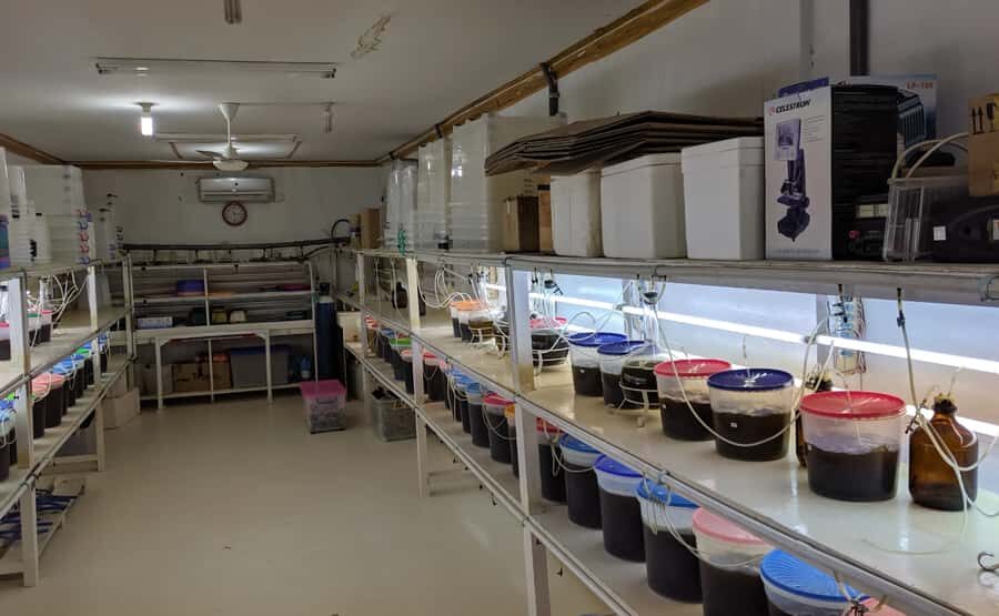 Explore Lomboks Pearl Farm & Pearl-Making Secrets - The Experience Environment