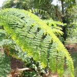 Explore Palani Murugan Temple From Coimbatore - Guided Tour: Unlocking the Temple’s Secrets