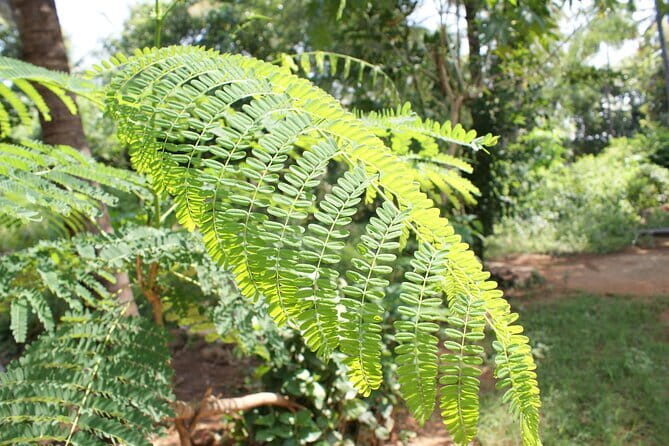 Explore Palani Murugan Temple From Coimbatore - Guided Tour: Unlocking the Temple’s Secrets