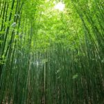 Explore Sapa with Dinh-Sapa Villages & Rice Fields, Culture - What to Expect from Your Sapa Trekking Tour