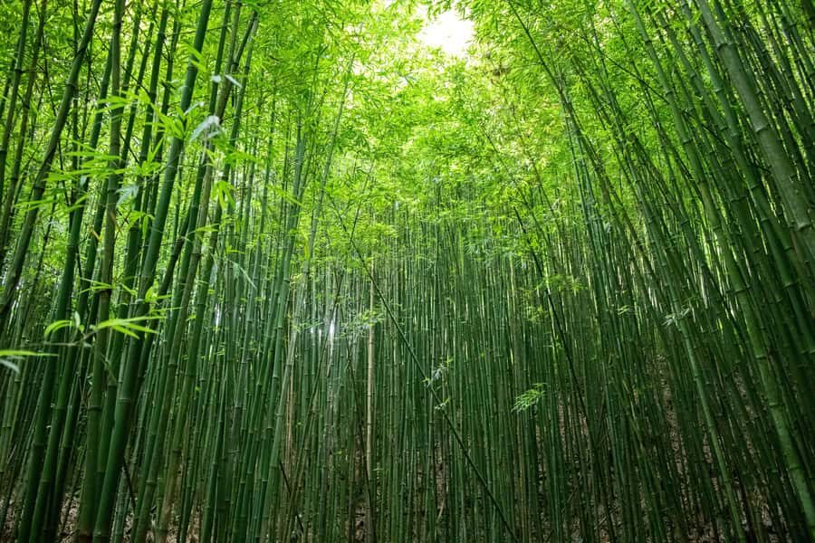 Explore Sapa with Dinh-Sapa Villages & Rice Fields, Culture - What to Expect from Your Sapa Trekking Tour