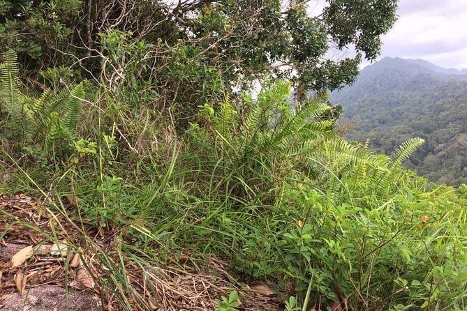 Explore Sinharaja Rainforest Lions Rock Hike Full day - The Sum Up