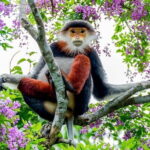 Explore Son Tra Peninsula, Monkey Mountain, Lady Buddha half-day - An In-Depth Look at the Tour Itinerary