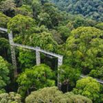 Explore Temburong with Canopy Tower - Trek to the Canopy Tower