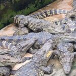 Explore the Mekong Delta: A Luxurious Full-Day Experience - An In-Depth Look at the Tour Experience