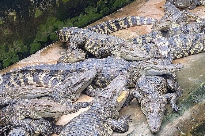 Explore the Mekong Delta: A Luxurious Full-Day Experience - An In-Depth Look at the Tour Experience