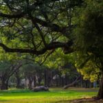 Explore the Old Bangalore City: Guided Tour with Tuktuk - Practical Details and Value