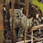 Explore Wild Wonders of Yala - The Itinerary Breakdown