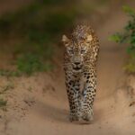 Explore Wilpattu National Park Private 4WD Tour - The Real Value: Wildlife Encounters and Scenic Moments