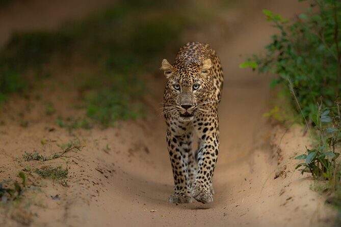 Explore Wilpattu National Park Private 4WD Tour - The Real Value: Wildlife Encounters and Scenic Moments
