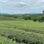 Explorer Border road and Nature ( Tea and Coffee ) - The Experience: What You Can Expect on the Day