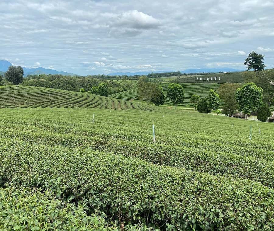 Explorer Border road and Nature ( Tea and Coffee ) - The Experience: What You Can Expect on the Day