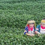 Explorer Border road and Nature (Tea and Coffee) Chiang Rai - A Look at the Itinerary and What You’ll Experience