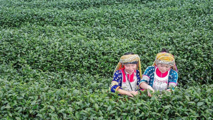 Explorer Border road and Nature (Tea and Coffee) Chiang Rai - A Look at the Itinerary and What You’ll Experience